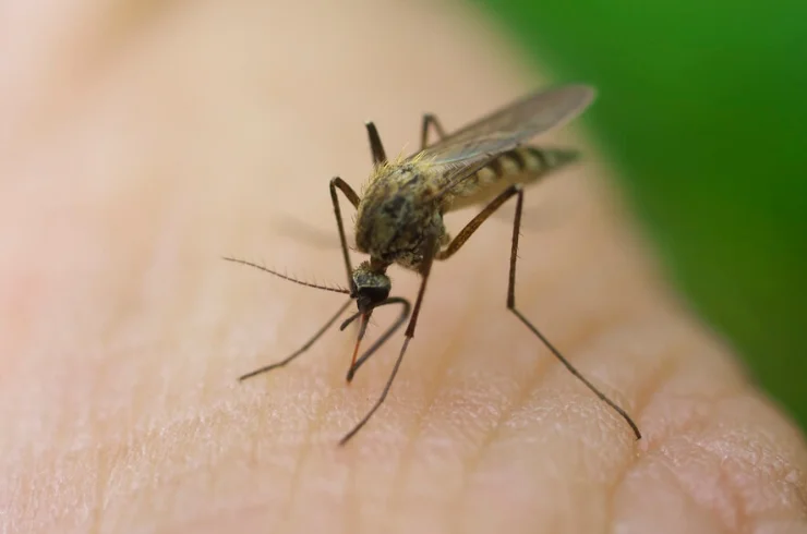 Malaria------16